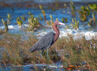 Reddish Egret walking in marshy shallow tidal waters of Isla Blanca Cancun Mexico