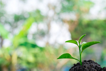 green Young plant in nature