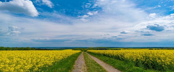canola field and dirt road