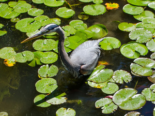 Heron Fishing in a Pond / A heron goes fishing among the lily pads in a pond.