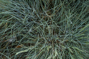 The background grass. Pattern. Nature photo.