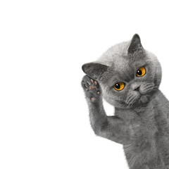 cat listens attentively to somebody