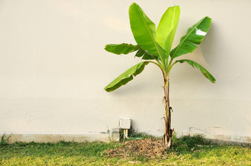Small banana tree on yard © ZhouEka