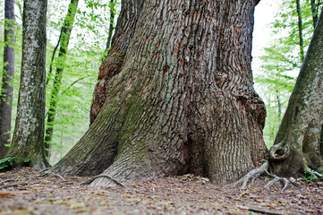 Rough tree trunk on forest