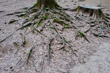Extensive roots on forest