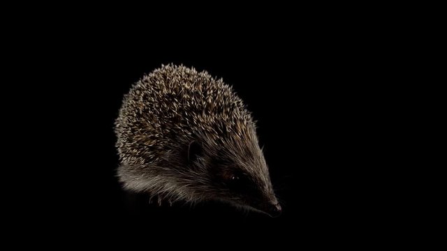 Hedgehog looking forward, sniffing for a food, coming to the camera, alpha matte channel, transparent background