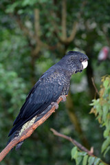 Red-tailed black cockatoo