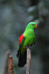 Fototapeta na wymiar Red Winged Parrot