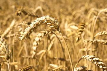 ears of wheat field