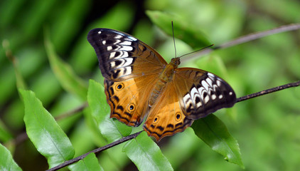 Fototapeta premium Australian painted lady butterfly