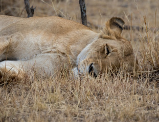 Sleeping lioness lying in dry grassland taken in the Masai Mara Kenya.