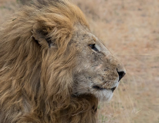 Lion profile head shot with dry grassland background taken in the Masai Mara in Kenya.