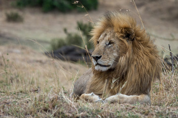 Obraz na płótnie Canvas Lion lying in dry grassland taken in the Masai Mara Kenya.
