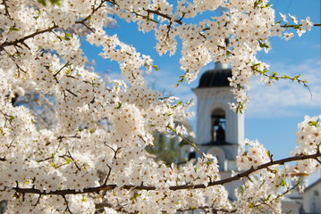 Flowering cherry tree branch