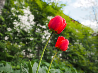 Obraz premium Two red tulip in a green field. The sky is blue. 