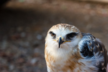 Portrait of a young falcon bird