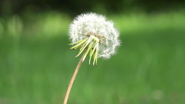 withered dandelion in nature 