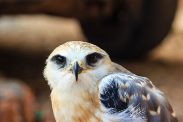 Portrait of a young falcon bird