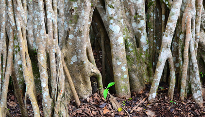 Banyan tree aerial roots