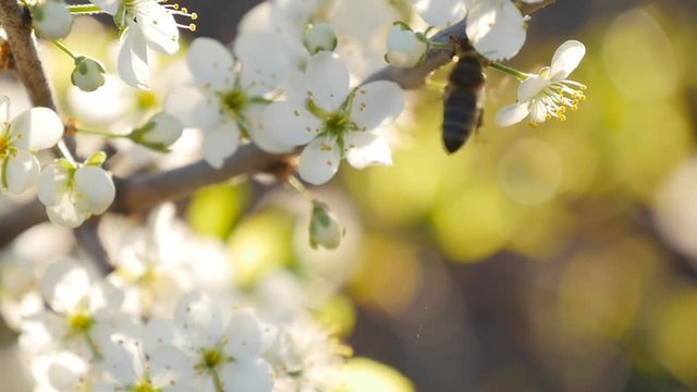 spring white flower and bee in slow motion