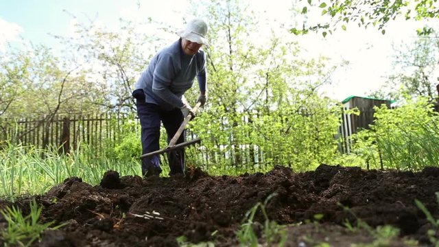 The woman leveled the soil with a rake in the garden, she's wearing a hat
