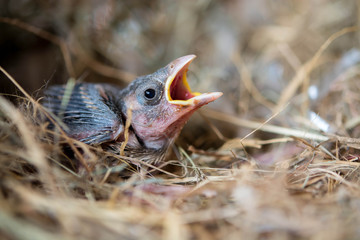 Baby bird hungry in the Bird Nest