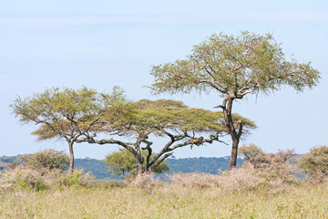 Leopard (Panthera pardus) lies on acacia tree branch in savanna. Serengeti National Park, Great...