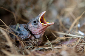 Baby bird hungry in the Bird Nest