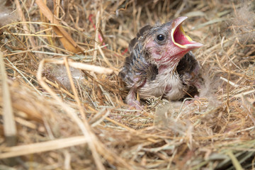 Baby bird hungry in the Bird Nest