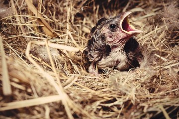 Baby bird hungry in the Bird Nest