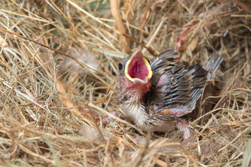 Baby bird hungry in the Bird Nest