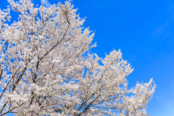 Cherry Blossom, Sakura season in Japan.