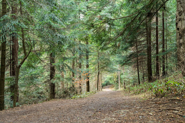 Footpath in the coniferous wood