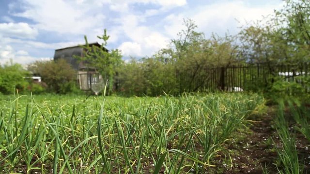 The garden planted with the vegetables, garlic and onions
