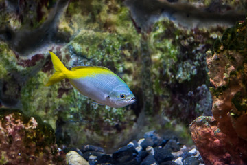 Fototapeta na wymiar Redbelly yellowtail fusilier fish