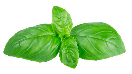 Leaves of basil  isolated on white background