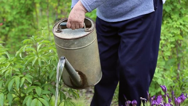 A woman pours water on the soil from a watering can in the garden
