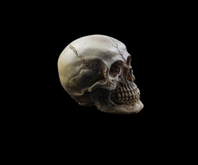human skull on isolated black background