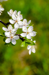 branch of cherry blossoms on a green background