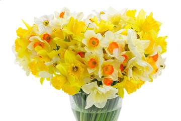 Fresh spring daffodils 