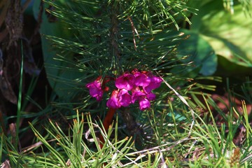 Цветок бодана (Бергения) © fotych