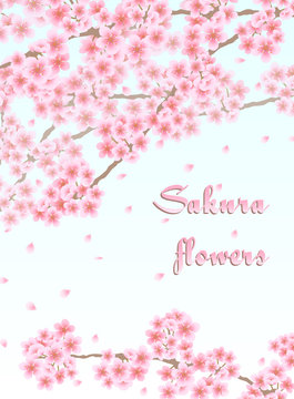 Background with sakura flowers