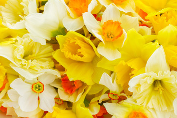 Obraz na płótnie Canvas Fresh spring daffodils 