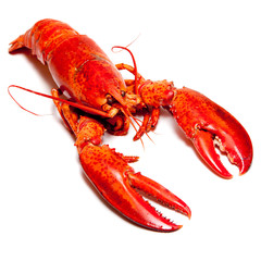 Red lobster isolated on white background