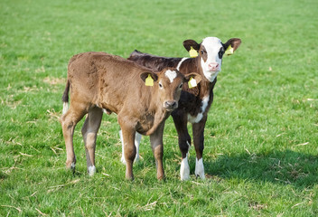 Naklejka na ściany i meble Rindviehhaltung - zwei junge Kälber auf der Weide