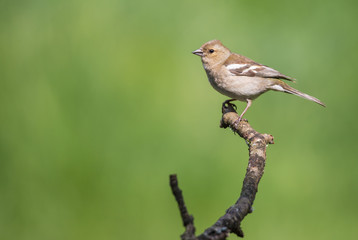 Pinson des arbres femelle