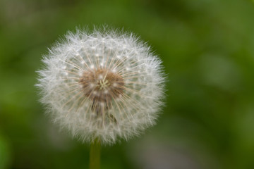 fluffy white dandelion