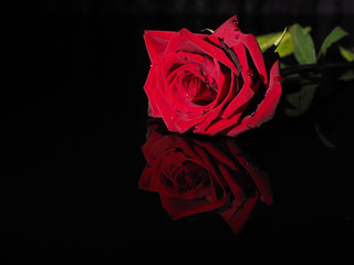 rose on a black background