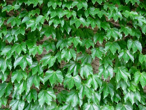 Boston ivy (Parthenocissus tricuspidata) leaves covering wall.