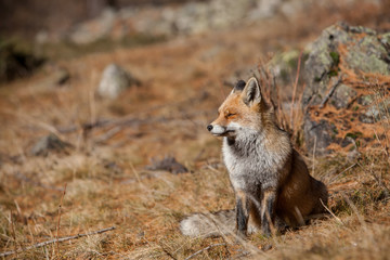 portrait Red fox in the snow